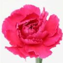 Vollsortiment - Nelken, dunkel rosa , 10 Stück